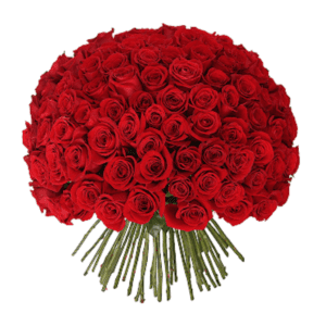 100 Rose Hand Tied Bouquet | Bouquet Birthday Delivery in Bangalore | Order Now at JF