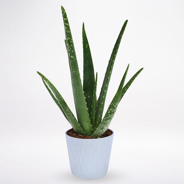 Aloe Vera Aloe Vera JuneFlowers.com