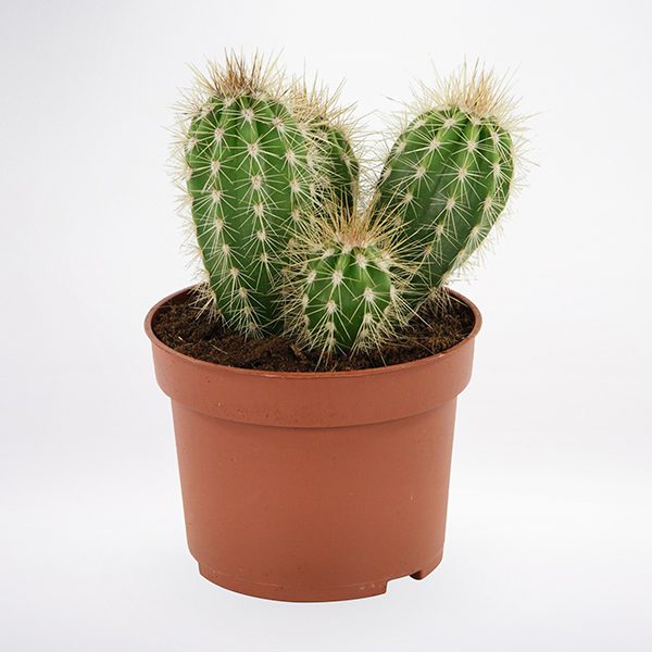 Cactus Plant Order Cactus Plant JuneFlowers.com
