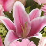 Deep Affection lily