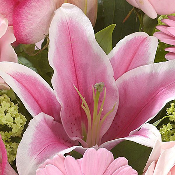 Deep Affection lily Deep affection JuneFlowers.com