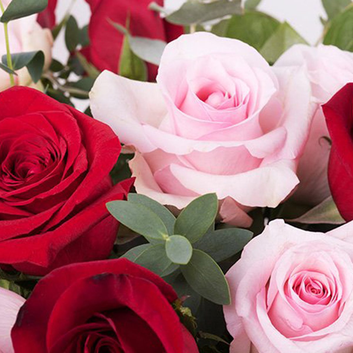 Peace of Red and Pink Roses close A beautiful Combination of Red and Light Pink Roses with Vase Cylinder from JuneFlowers.com