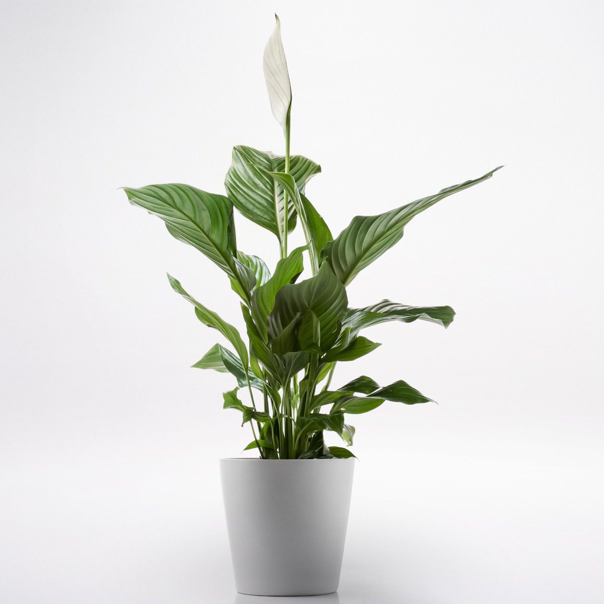 Spathiphyllum Spathiphyllum JuneFlowers.com