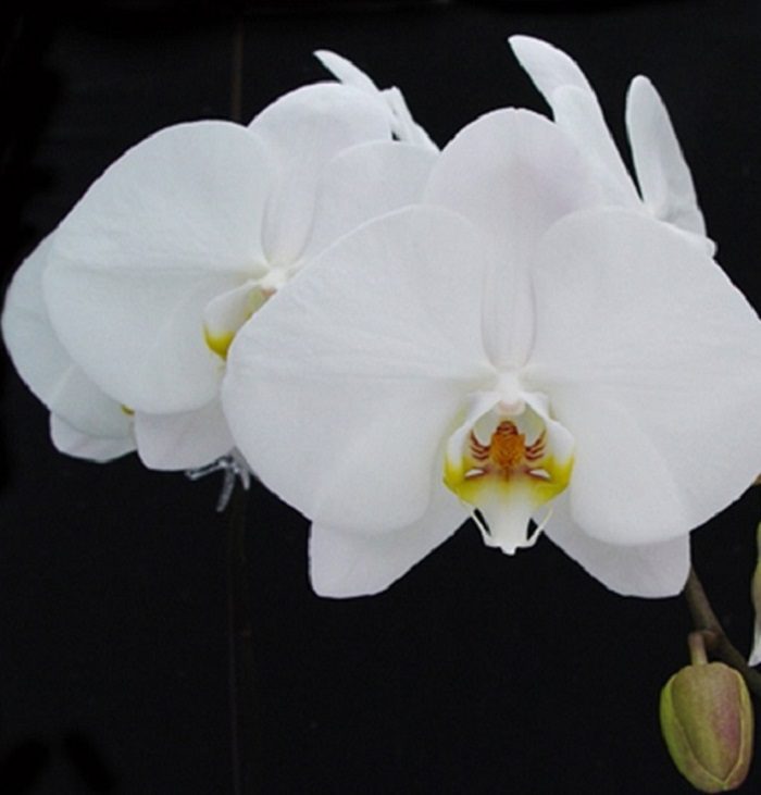 phalaenopsis_1 Phalaenopsis Orchid White JuneFlowers.com