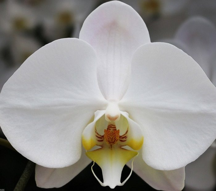 phalaenopsis_2 Phalaenopsis Orchid White JuneFlowers.com