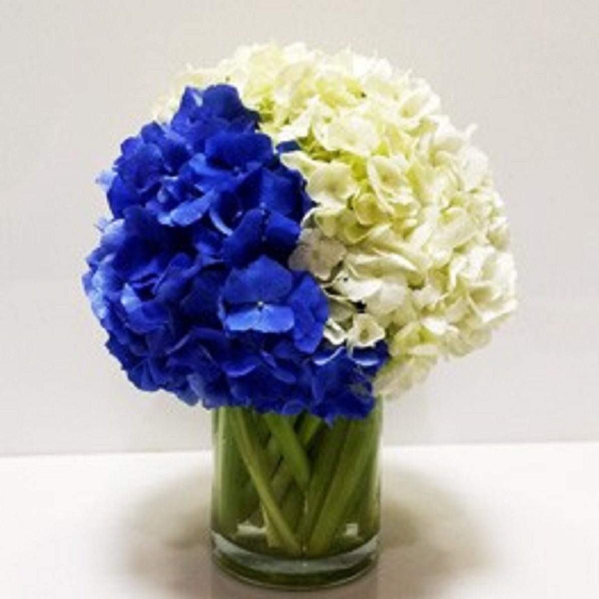 TWO TONED HYDRANGEAS Two Toned Hydrangeas | Send Fresh Flowers With Vase to India | Order now at JuneFlowers.com