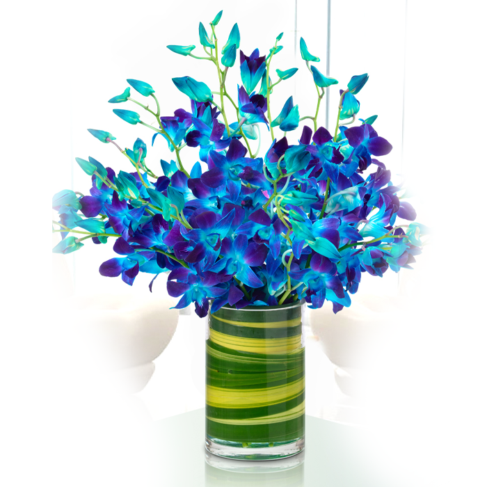 captivating-blue-orchids Captivating Blue Orchids | Juneflowers.com