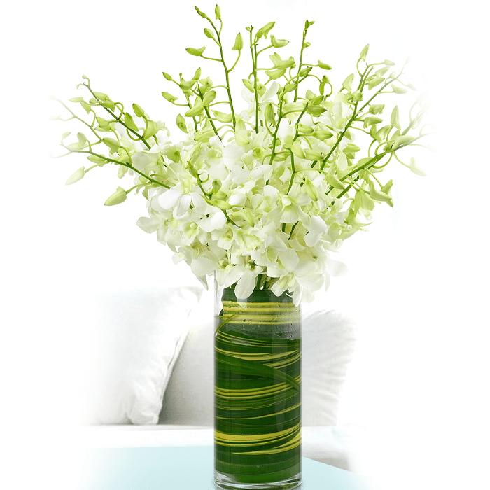 Captivating White Orchid Captivating White Orchid - White Orchid Bouquet | Juneflower