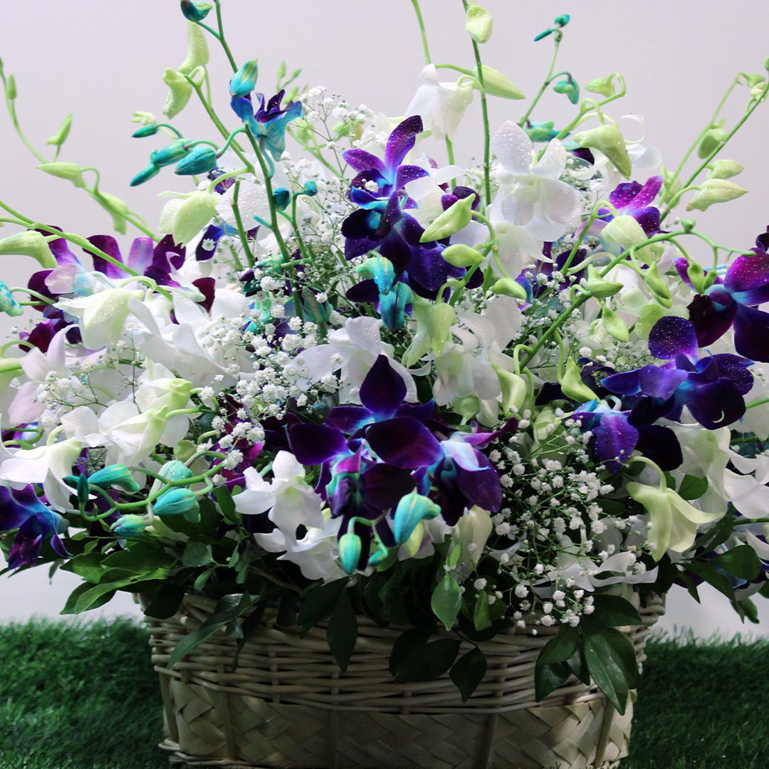 Stunning Orchid | Juneflowers.com Stunning Orchid | Juneflowers.com