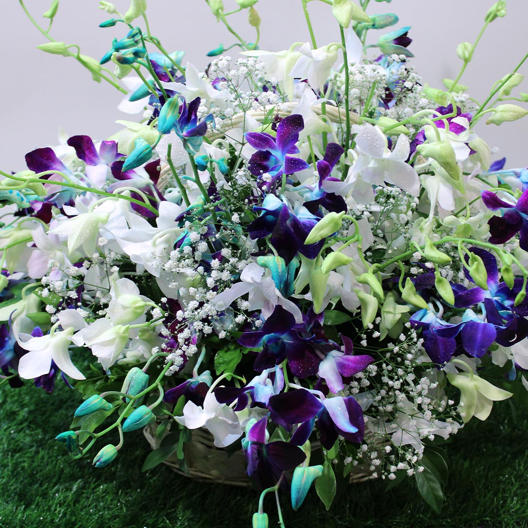Stunning Orchid | Juneflowers.com Stunning Orchid | Juneflowers.com