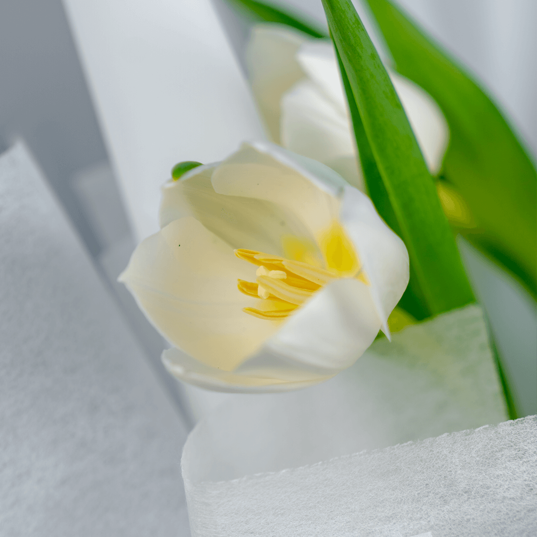 Single Tulip1 Single Tulips - Single Tulip Flowers delivery | Juneflowers.com