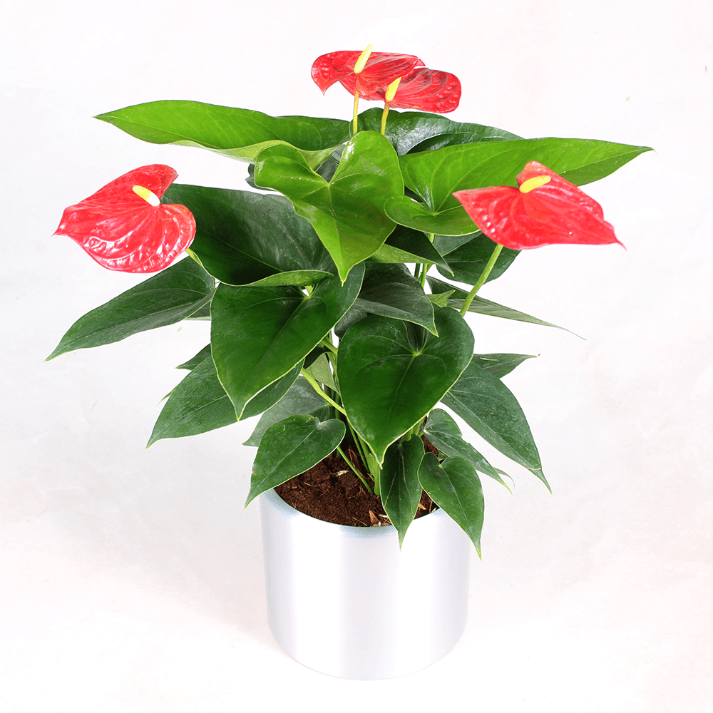 Good Day 2 Anthurium plant | JuneFlowers.com