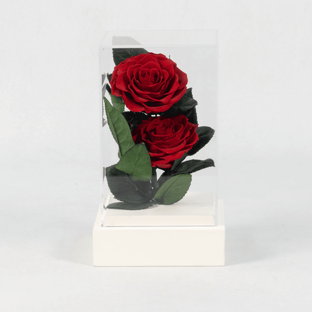 Ruby Radiance - Preserved Rose Ruby Radiance - Preserved Rose : Explore Preserved Roses in Bangalore | Order Now at June Flowers