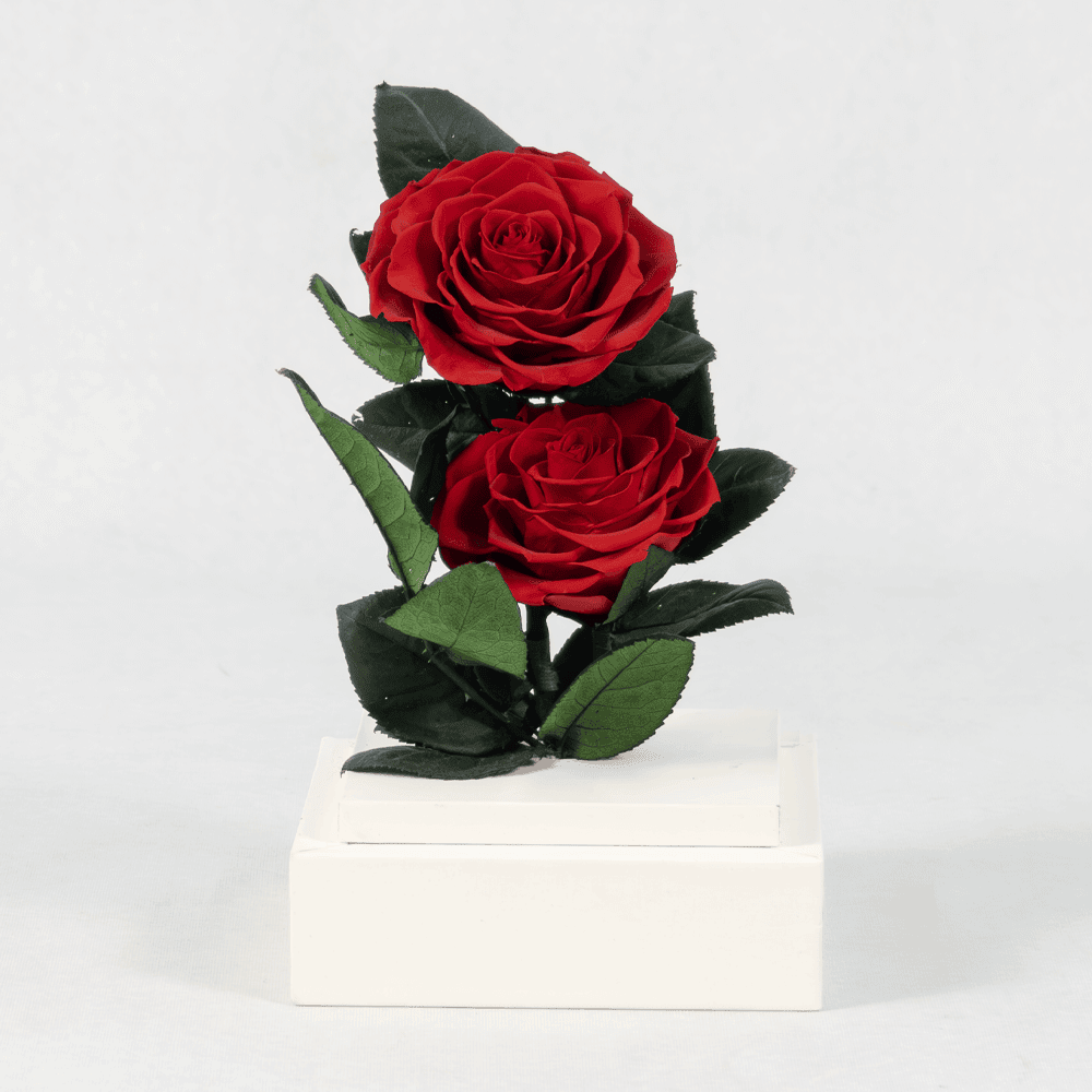 Ruby Radiance - Preserved Rose Ruby Radiance - Preserved Rose : Explore Preserved Roses in Bangalore | Order Now at June Flowers