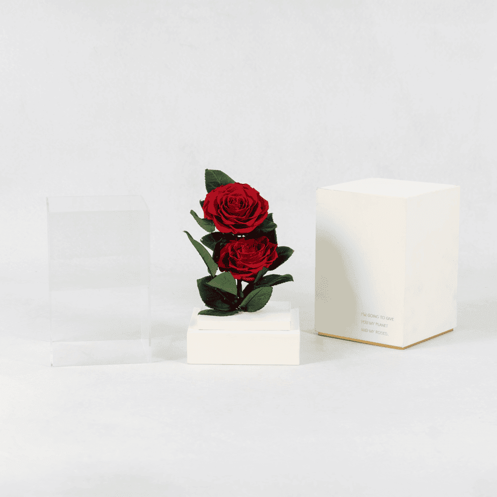 Ruby Radiance - Preserved Rose Ruby Radiance - Preserved Rose : Explore Preserved Roses in Bangalore | Order Now at June Flowers