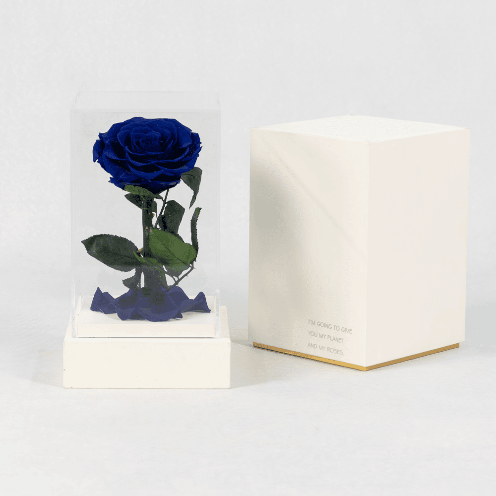 Bluebird's Melody - Preserved Rose Bluebird's Melody - Preserved Rose : Explore Preserved Roses in Bangalore | Order Now at June Flowers