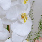 Cymbidium Glow (4)