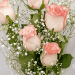 Graceful Blush Roses1