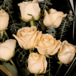 Serene Glow 8 Peach Roses Bouquet2