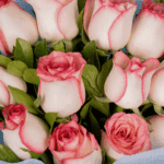 Pink Charm – 12 Pink Roses Bouquet (1)
