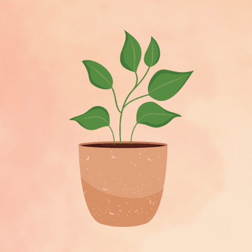 Indoor Plants Collections